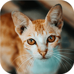 Cat-tastic Puzzle Challenge Banner