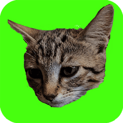 Catch Cats Banner